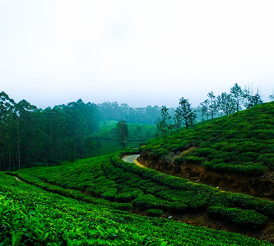 Munnar